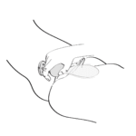 Vibrator – ergonomisches Design – SANYA Lila Shunga – Bild 17